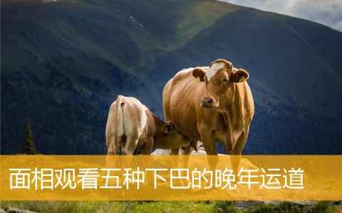面相观看五种下巴的晚年运道