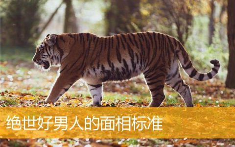 绝世好男人的面相标准