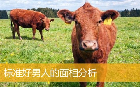标准好男人的面相分析
