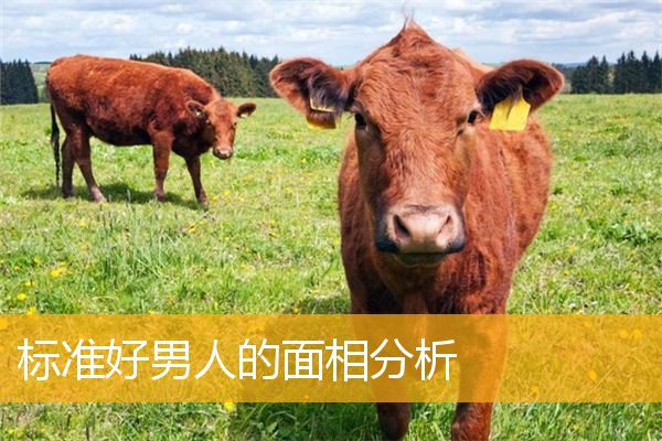 标准好男人的面相分析