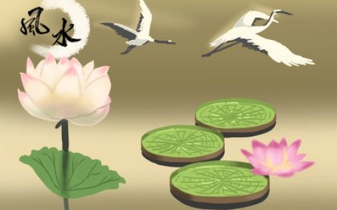 客厅放什么植物好风水又好养 有哪些推荐