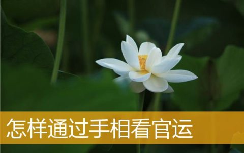 怎样通过手相看官运