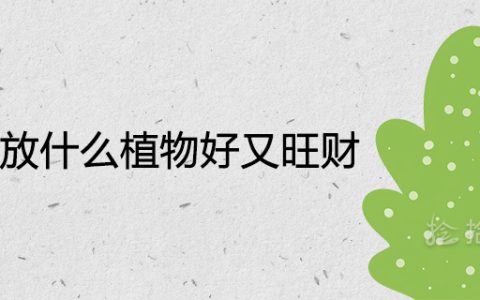 办公室放什么植物好又旺财 招财挡煞的绿植