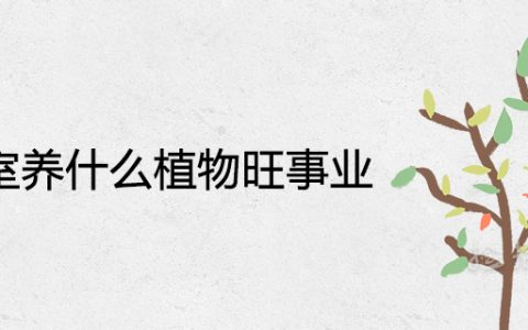 办公室养什么植物旺事业旺财寓意好