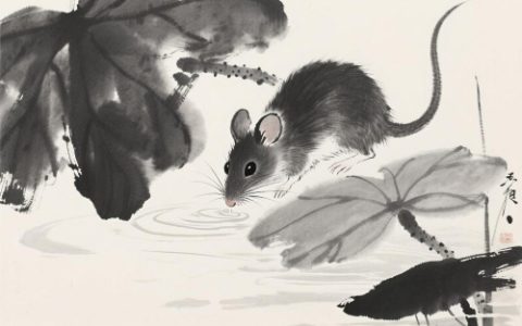 属鼠的人适合养猫吗