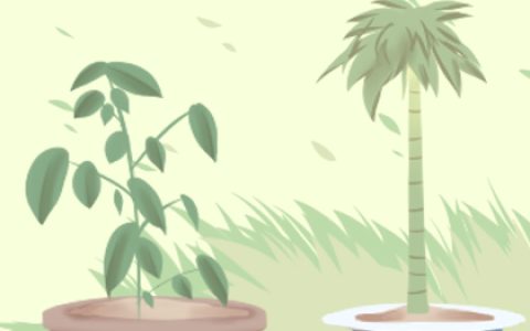 家里催财旺运养什么植物