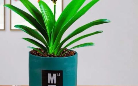 植物这样摆放，办公室的那些麻烦事都绕道走！