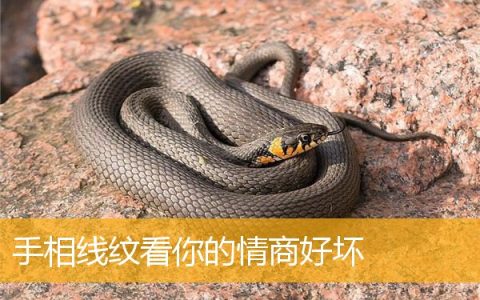 手相线纹看你的情商好坏