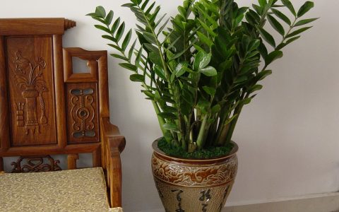 家居风水：养什么植物最旺财，十二生肖各有讲究