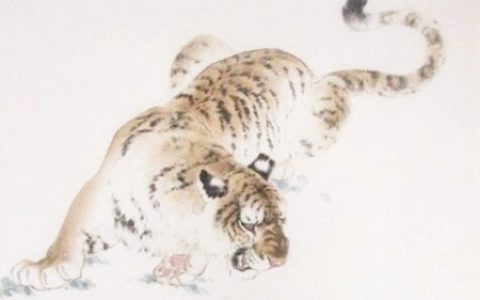 属虎适合养什么植物