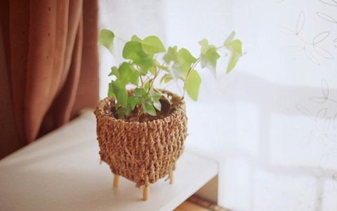 天生比较爱面子的几个生肖追求完美