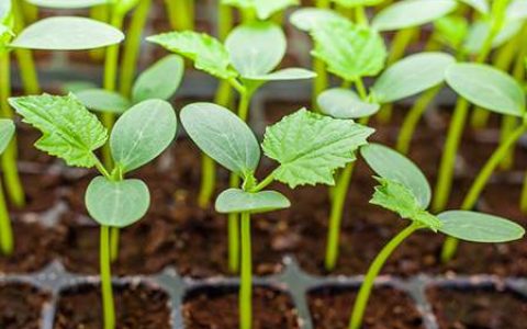 家里养带刺的植物风水不好吗