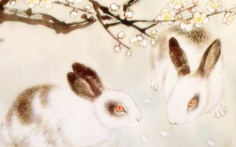 属兔适合养什么植物