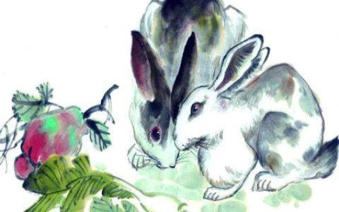 属兔人一生财运如何