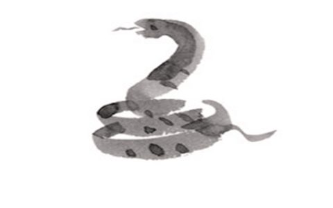 属蛇的人性格