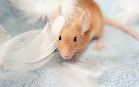 生肖鼠取名的宜忌