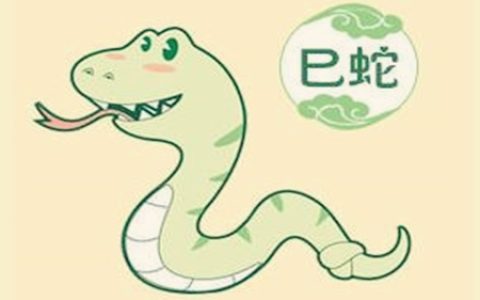 属蛇适合养什么植物
