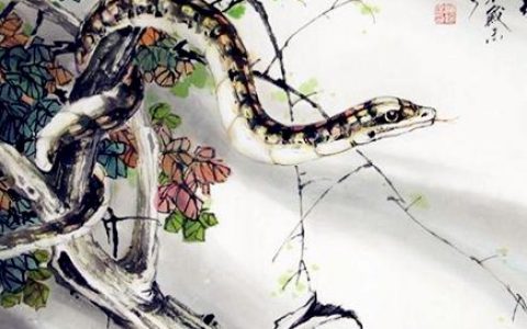 属蛇女人的性格特点及脾气