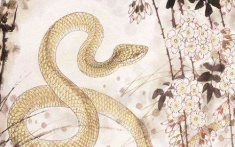 属蛇一生财运如何