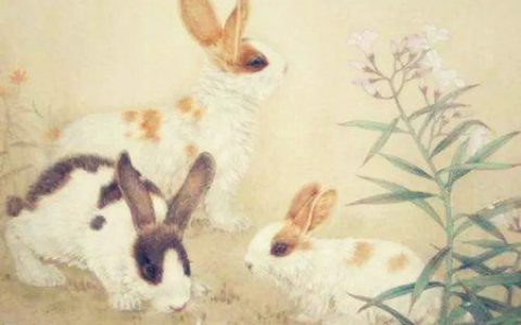 属兔一生财运如何