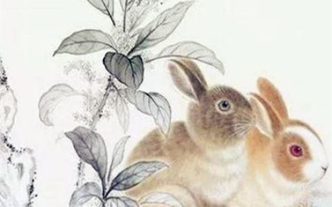 生肖兔取名的宜忌