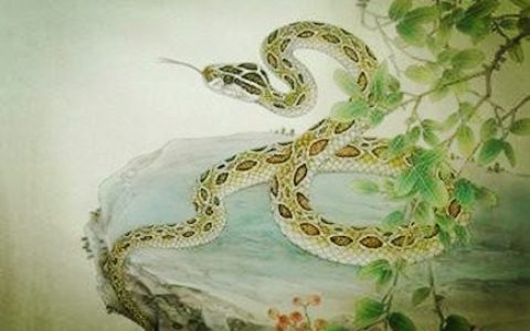 生肖蛇什么时辰出生最好