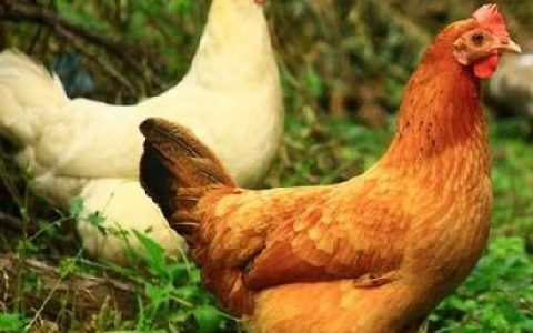 属鸡男人的性格特点及脾气