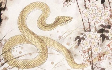 蛇和狗的属相合不合 - 蛇和狗婚配怎么样