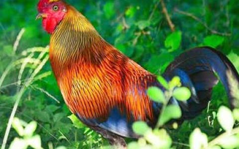 属鸡性格优点与缺点