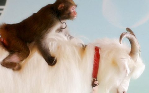 羊和猴的属相合不合