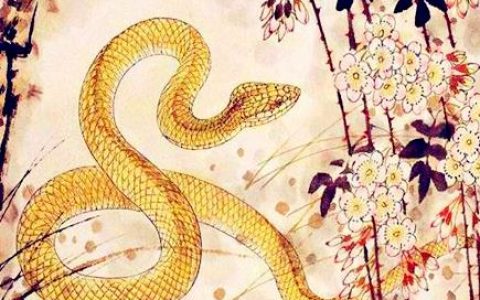 属蛇穿什么颜色衣服好