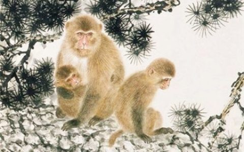 属猴一生财运如何