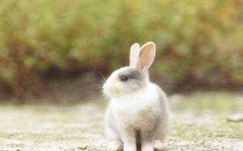 属兔男人的财运好不好