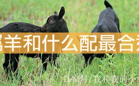 属羊和属什么的最合适 属马属兔属猪都很好