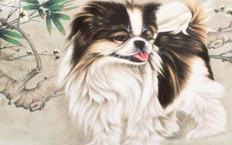 属狗适合养什么植物