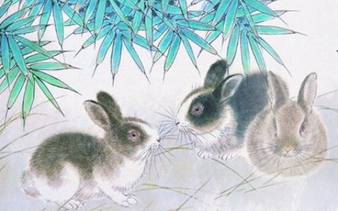 生肖兔最忌讳的颜色有哪些