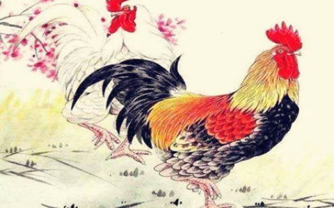 属鸡适合做什么生意