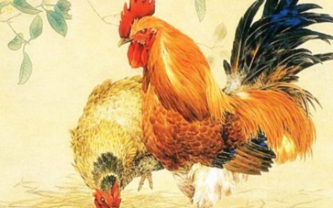 属鸡一生财运如何