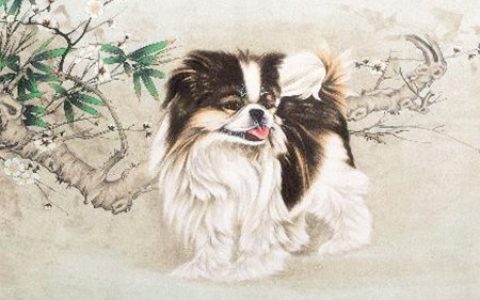 属狗适合做什么生意