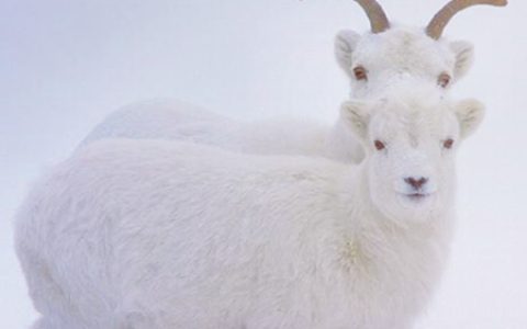 生肖羊适合养什么宠物