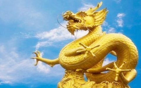 属龙的幸运花是什么花