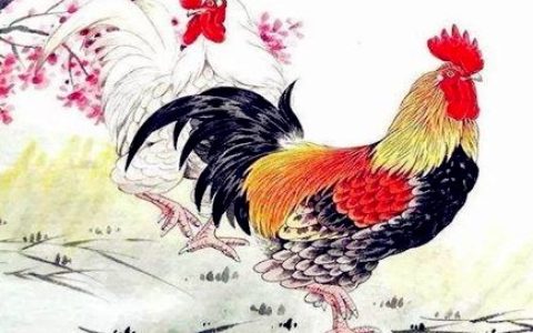 属鸡女人婚姻与命运