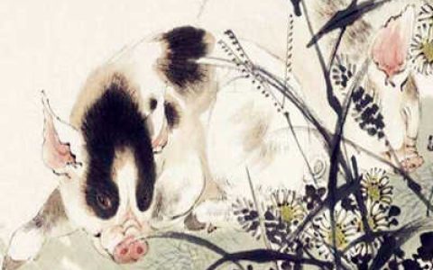 属猪人的命好不好-