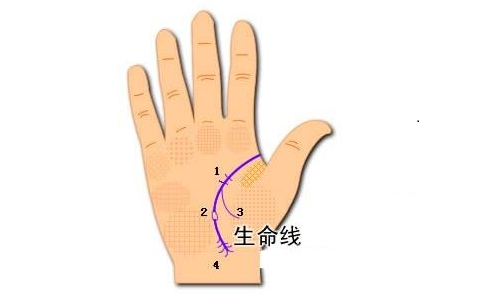 双重生命线代表什么呢？有什么含义呢？