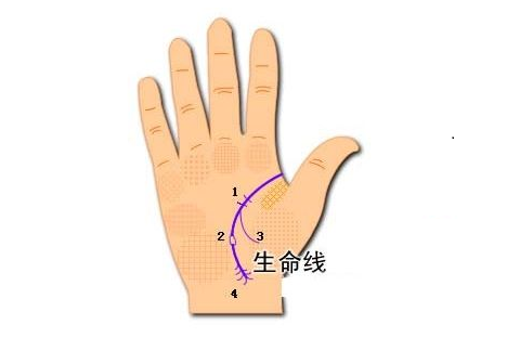 双重生命线代表什么呢？有什么含义呢？