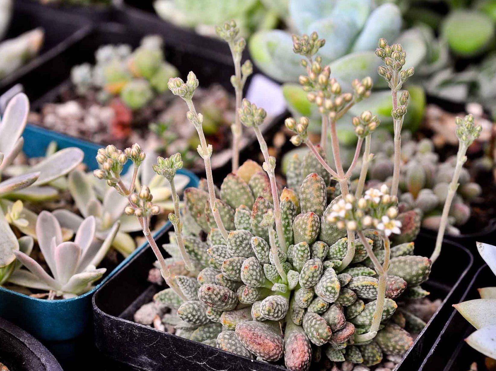 新装修好的房子放什么植物风水好呢？植物怎么摆放呢？