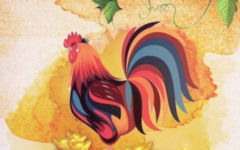 生肖鸡适合养什么宠物