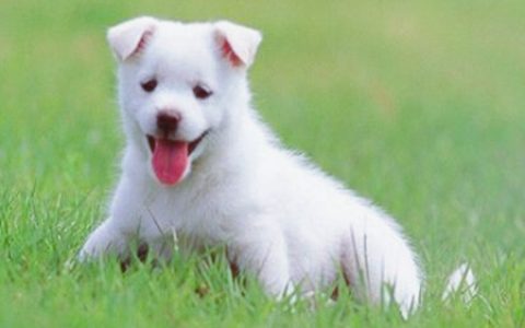 属狗办公室放什么植物旺财