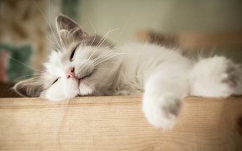 什么颜色的猫招财_养猫招财吗