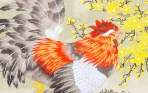 属鸡的幸运花是什么花